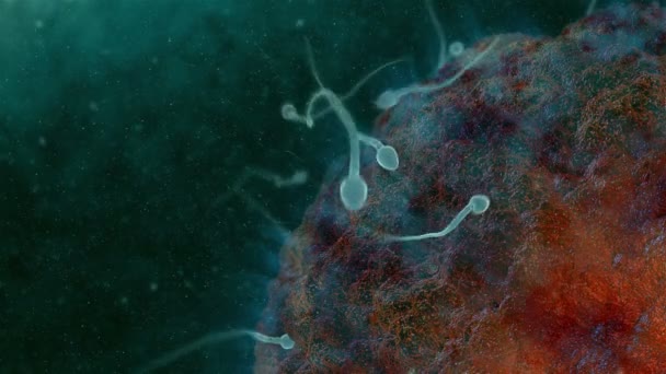 Sperma Befruchtet Eine Menschliche Eizelle — Stockvideo