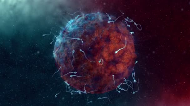 Сперма Оплодотворяет Красную Человеческую Яйцеклетку — стоковое видео