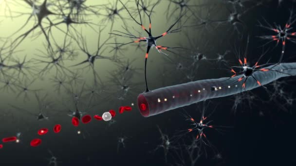 Boyutlu Bir Animasyonda Vücut Nöronları Kırmızı Kan Hücreleri — Stok video