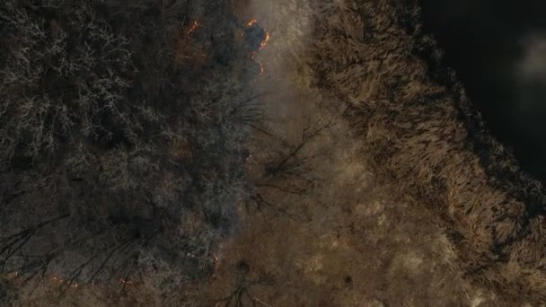 Drone Video Forest Flames Smoke — Stock Video