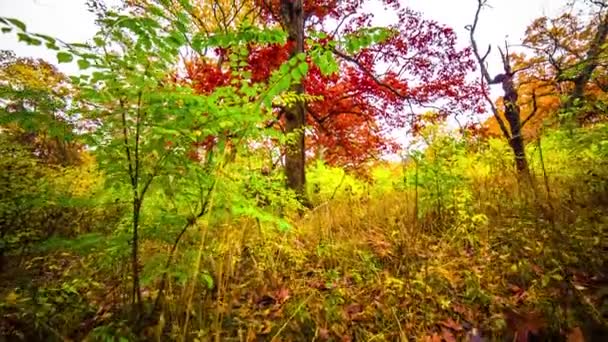 Lindos Outono Cores Árvores Vermelho Laranja Verde — Vídeo de Stock