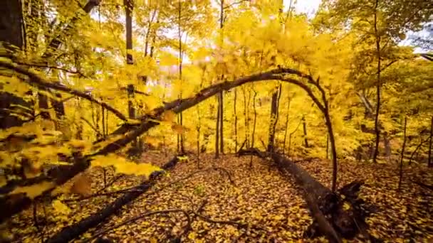 Güzel Sonbahar Renkleri Turuncu Ağaçlar — Stok video