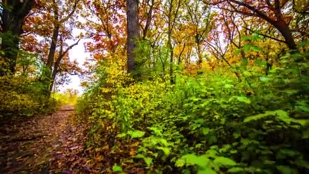 Güzel Sonbahar Renkleri Ağaçlar Bir Orman Yolu — Stok video