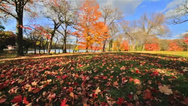 Hojas Otoño Muchos Colores — Vídeo de stock