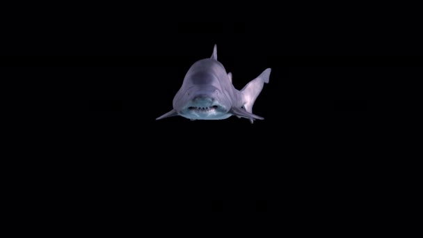 Shark Attack Transparent Alpha Background — Wideo stockowe