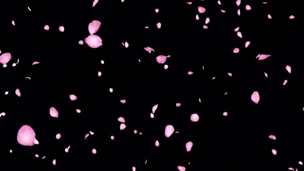 Cherry Blossom Falling Transparent Alpha Background — Stok video