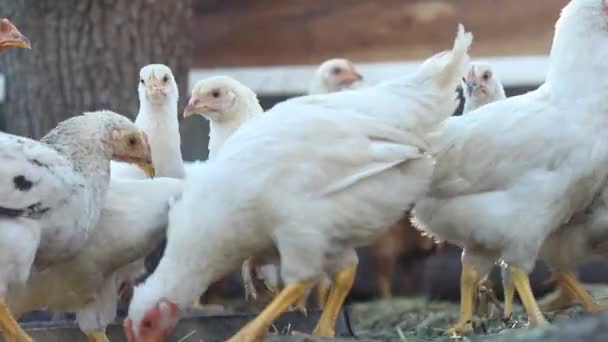 Chicken Incubator Poultry Farm — 图库视频影像