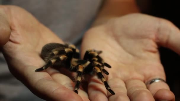 Beautiful Large Spider Crawling Hands — Vídeo de Stock