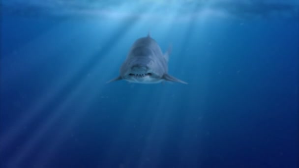 Shark Attack Animation — Wideo stockowe