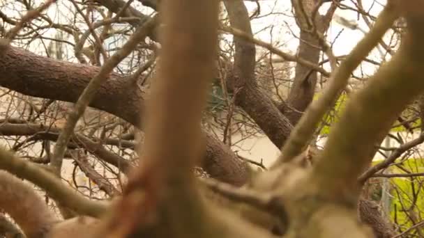 Tabby Cat Resting Tree Different Angle — Vídeo de Stock