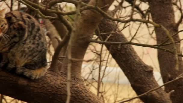 Tabby Cat Resting Tree — Stok video