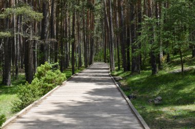 Ormanda boş yeşil ağaçlar