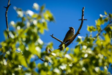 Ağaçtaki dalda bir kuş