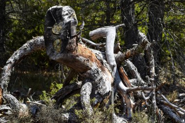 Parkta büyük bir ağaç gövdesi.