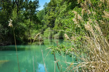 Yeşil yapraklı küçük bir ormandaki su akıntısı