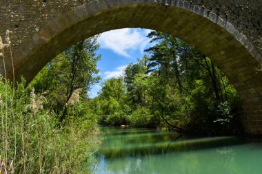 Nehrin bir yaz gününde güzel yeşil orman..