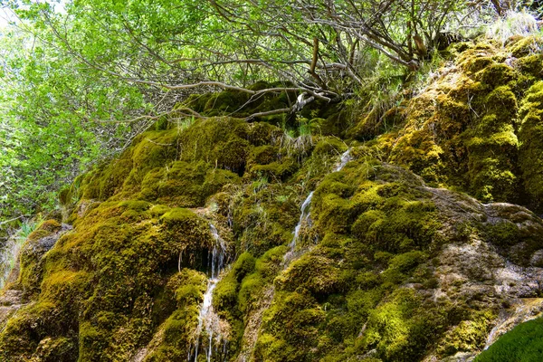 Hermoso Paisaje Montaña Con Musgo Verde Una Roca Bosque —  Fotos de Stock