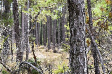 Orman manzarası, doğa bitki örtüsü.