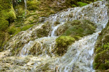 Ormanda güzel bir şelale
