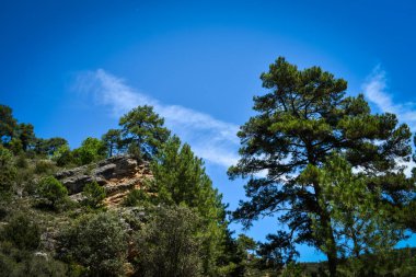 Ormanın güzel manzarası