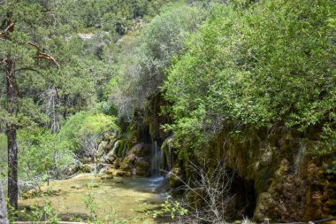 Ormandaki nehrin güzel manzarası