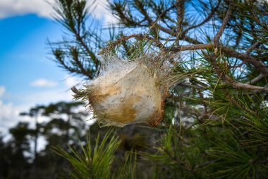 Bir çam ormanının arka planında bir ağaç gövdesinin yakın plan çekimi.