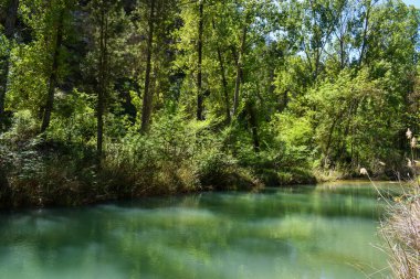 Nehir ve ormanlı güzel bir manzara.