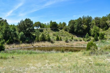 Ormanın ortasında bir nehir olan yeşil çayır, güneşli bir gün. güzel doğa arkaplanı
