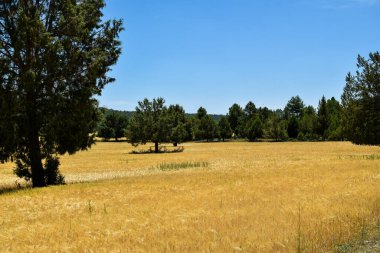 Buğday tarlası ve yeşil çayır.
