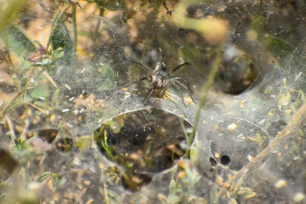 Gros Plan Une Araignée Sur Eau Soleil Brille Sur Les — Photo