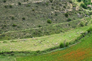 Dağlarda yeşil çimenler ve ağaçlar