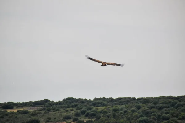 bird flying over the mountain Cuenca, Spain