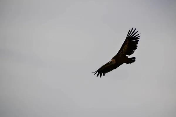 Bird Flying Mountain Cuenca Spain — Stock Photo, Image