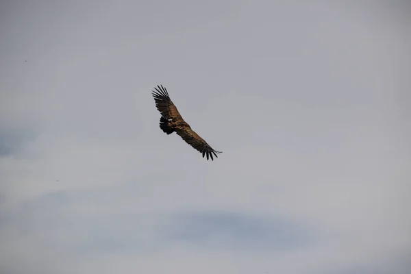 bird flying over the mountain Cuenca, Spain