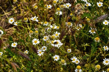 Tarladaki bazı papatyalardaki böcekler