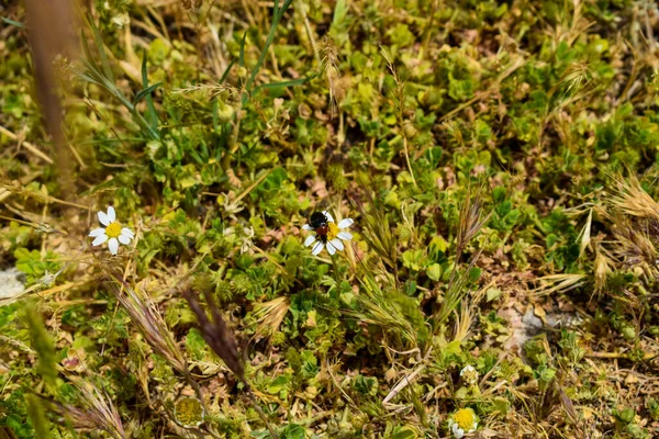 Insects Some Daisies Field — Stock Fotó
