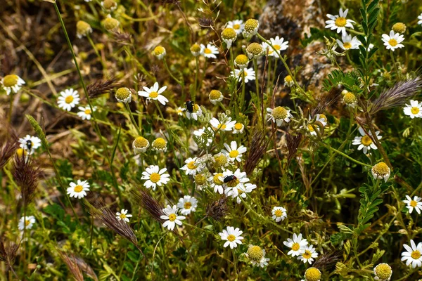 Insetti Alcune Margherite Nel Campo — Foto Stock