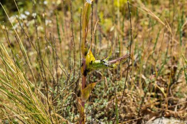 Siyah karıncalar ormandaki bir bitki üzerinde çalışıyorlar.