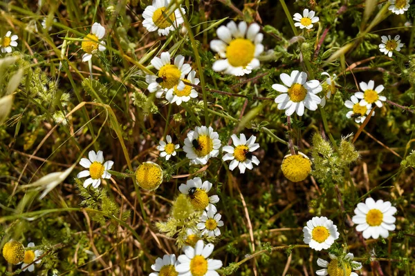 Insects Some Daisies Field — Stock Fotó