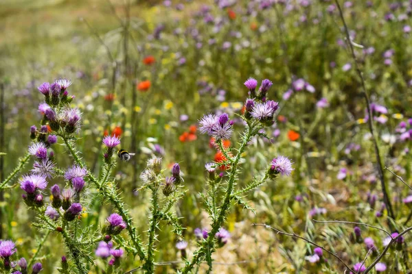 Bellissimi Fiori Nel Campo Con Insetti — Foto Stock