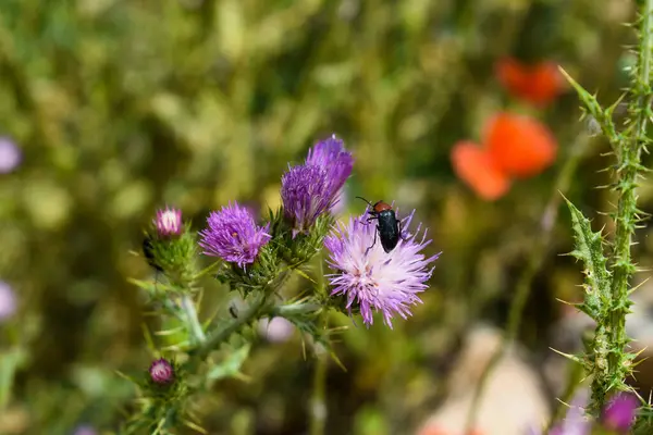 Bellissimi Fiori Nel Campo Con Insetti — Foto Stock