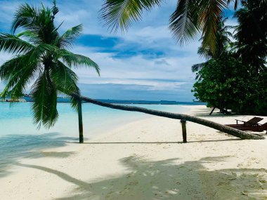 Plajdaki palmiye ağacı beyaz kumsalda. Güzel okyanus manzarası