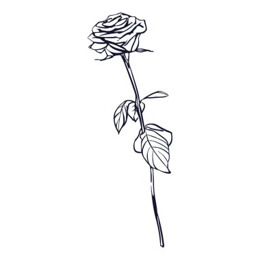  Gül vektör çizimi. Beyaz arka planda gül çiçeği