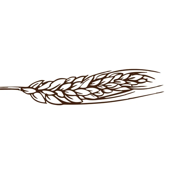 Ucho Pšeničného Náčrtku Ruční Kresba — Stockový vektor
