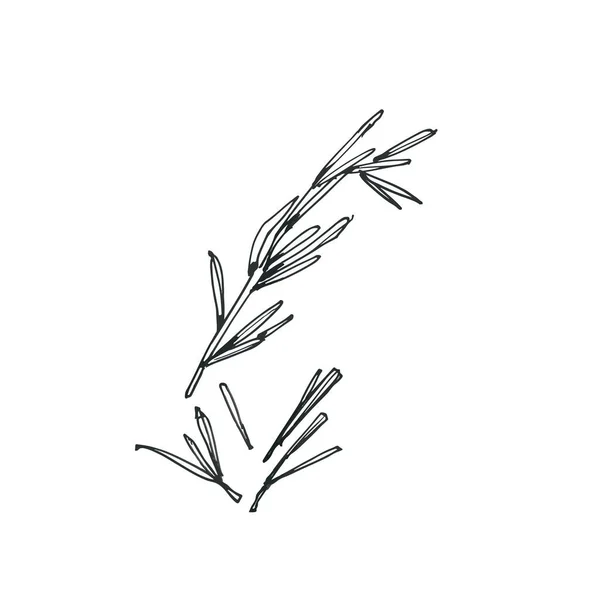 ローズマリーの枝スケッチ ハーブ手描き — ストックベクタ