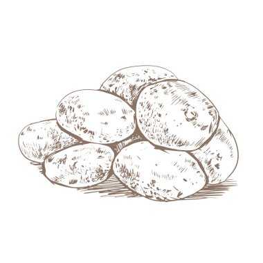 Patates krokisi çizimi. Patatesler beyaz arka planda, eski tarz. Soyulmamış patatesler.