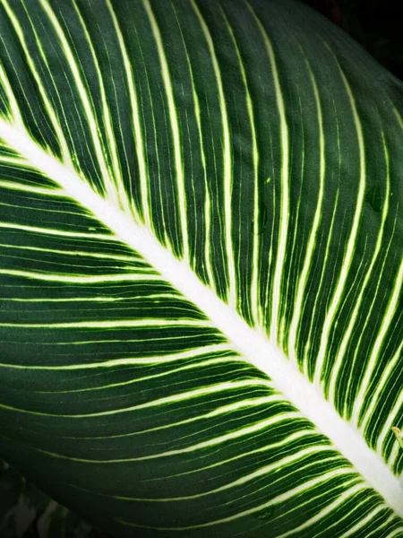 White Long Central Vein Cuts Middle Dark Green Leaf White — Stock Photo, Image