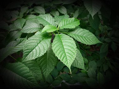 Yeşil yapraklar, mızraklar, koyu, oval bir şekilde sıralanmış..