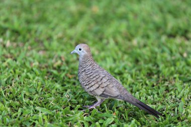 Zebra Güvercini (Geopelia striata) Güneydoğu Asya 'ya özgü. Uzun kuyruklu küçük kuşlar, ağırlıklı olarak kahverengimsi-gri renkli ve siyah-beyaz renkli.