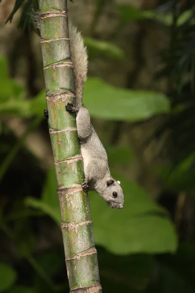 Gray Squirrel Fluffy Tail Perched Cream Colored Betel Nut Prepare — Stock Photo, Image